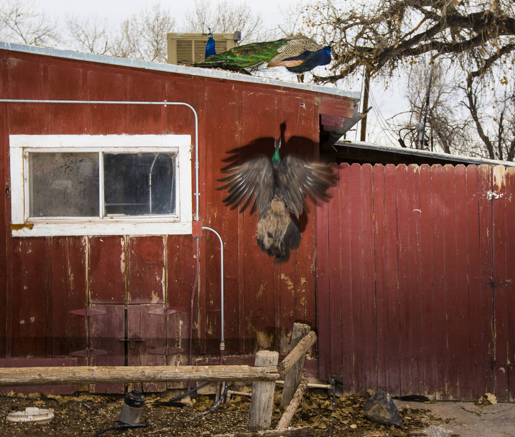 Peacocks at Bonnie Springs Ranch outside of Las Vegas on Saturday, Jan. 12, 2019. The ranch is under contract to be sold and demolished for luxury home lots. Chase Stevens Las Vegas Review-Journal ...