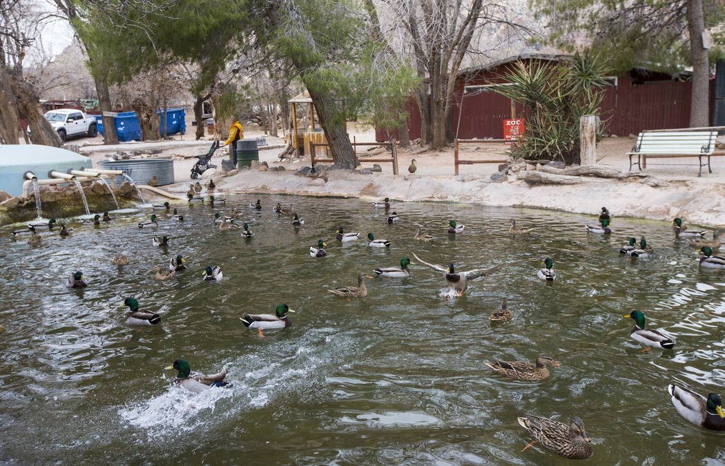 Ducks relax in a pond at Bonnie Springs Ranch outside of Las Vegas on Saturday, Jan. 12, 2019. The ranch is under contract to be sold and demolished for luxury home lots. Chase Stevens Las Vegas R ...