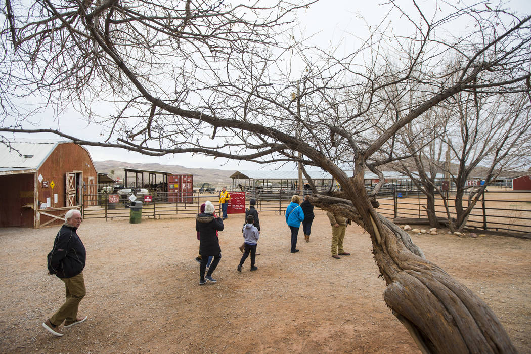 Visitors walk around the Red Rock Riding Stables at Bonnie Springs Ranch outside of Las Vegas on Saturday, Jan. 12, 2019. The ranch is under contract to be sold and demolished for luxury home lots ...
