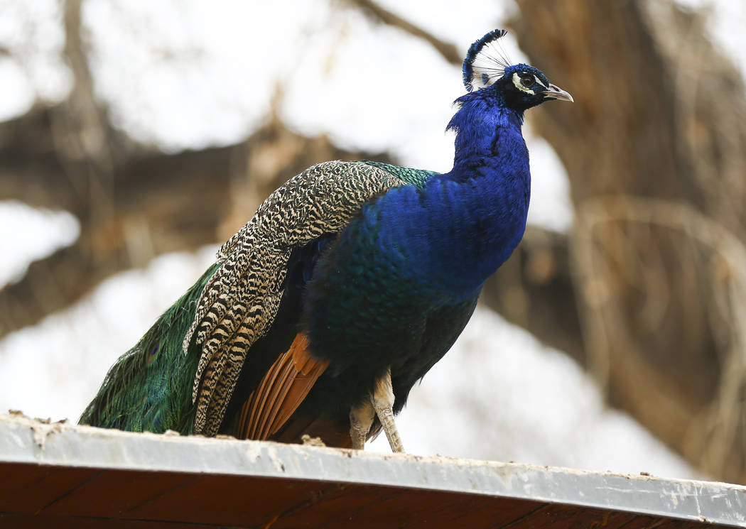 A peacock at Bonnie Springs Ranch outside of Las Vegas on Saturday, Jan. 12, 2019. The ranch is under contract to be sold and demolished for luxury home lots. Chase Stevens Las Vegas Review-Journa ...