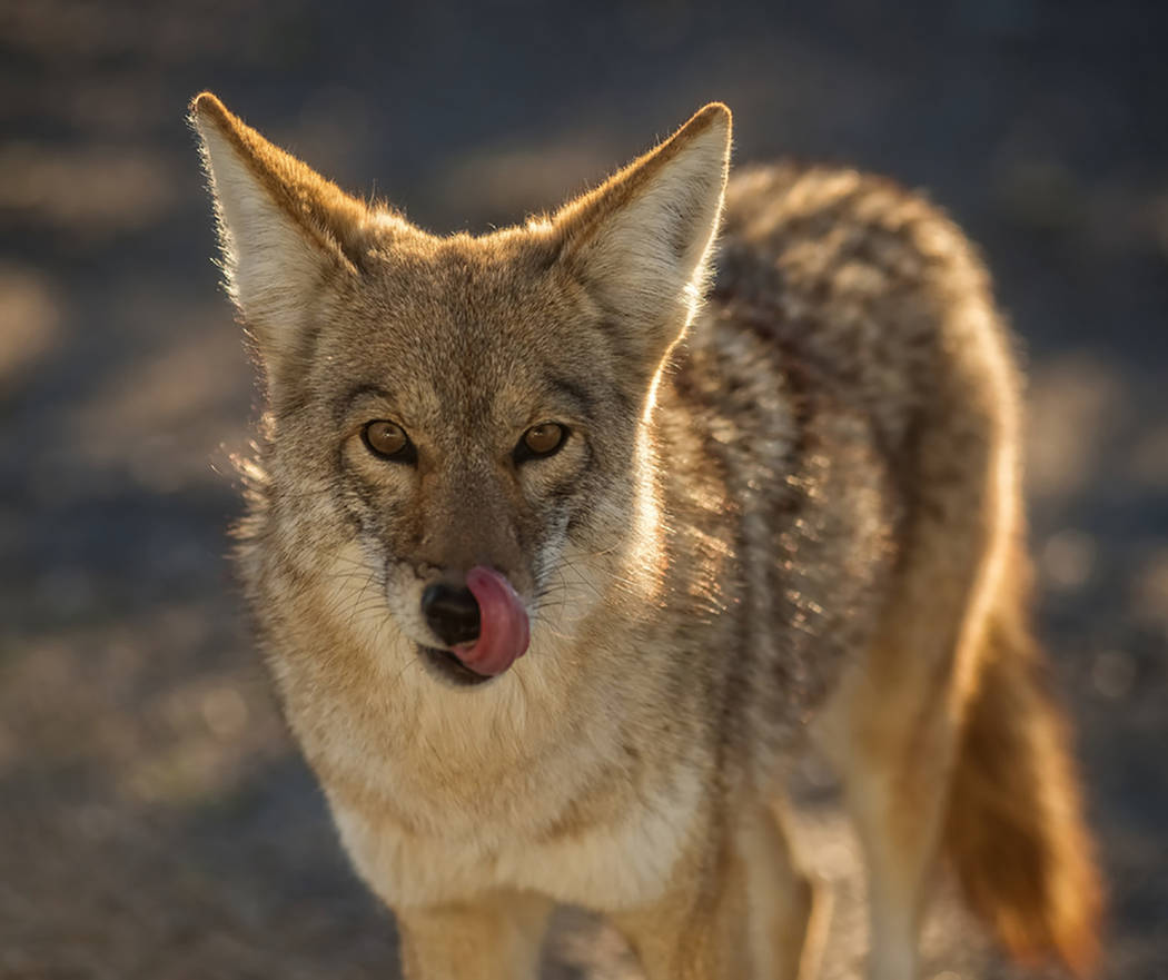 Photo courtesy of Kurt Moses Death Valley National Park officials were forced to kill a coyote which they said posed a threat to visitors at the popular destination. While the coyote, posed a traf ...