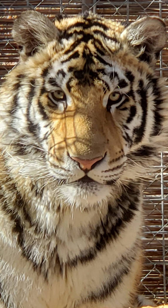 Special to the Pahrump Valley Times Taken by Kayla Mitchell, this photo shows a tiger named Abraham, one of the 10 tigers owned by Kayla and Karl Mitchell.