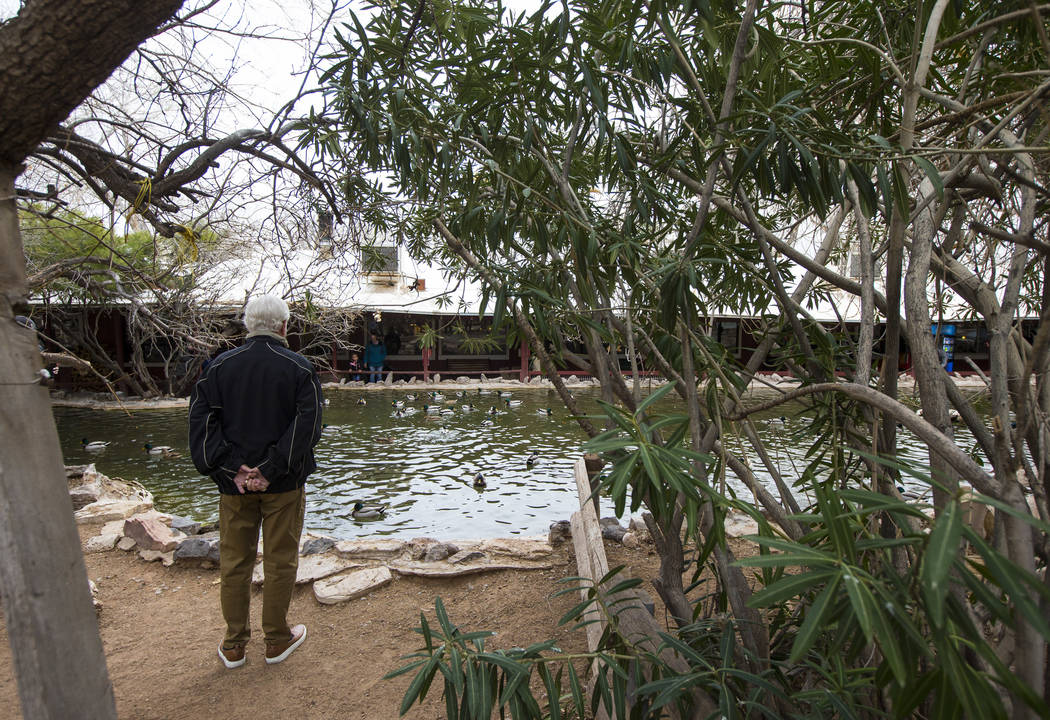 A visitor looks at a pond at Bonnie Springs Ranch outside of Las Vegas on Saturday, Jan. 12, 2019. (Chase Stevens/Las Vegas Review-Journal) @csstevensphoto
