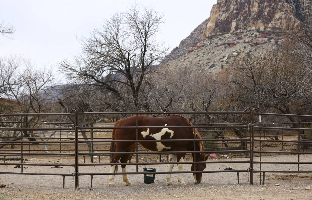 A horse at Bonnie Springs Ranch outside of Las Vegas on Saturday, Jan. 12, 2019. The Clark County Planning Commission early Wednesday, Feb. 20, 2019, unanimously approved a plan to build 20 homes ...