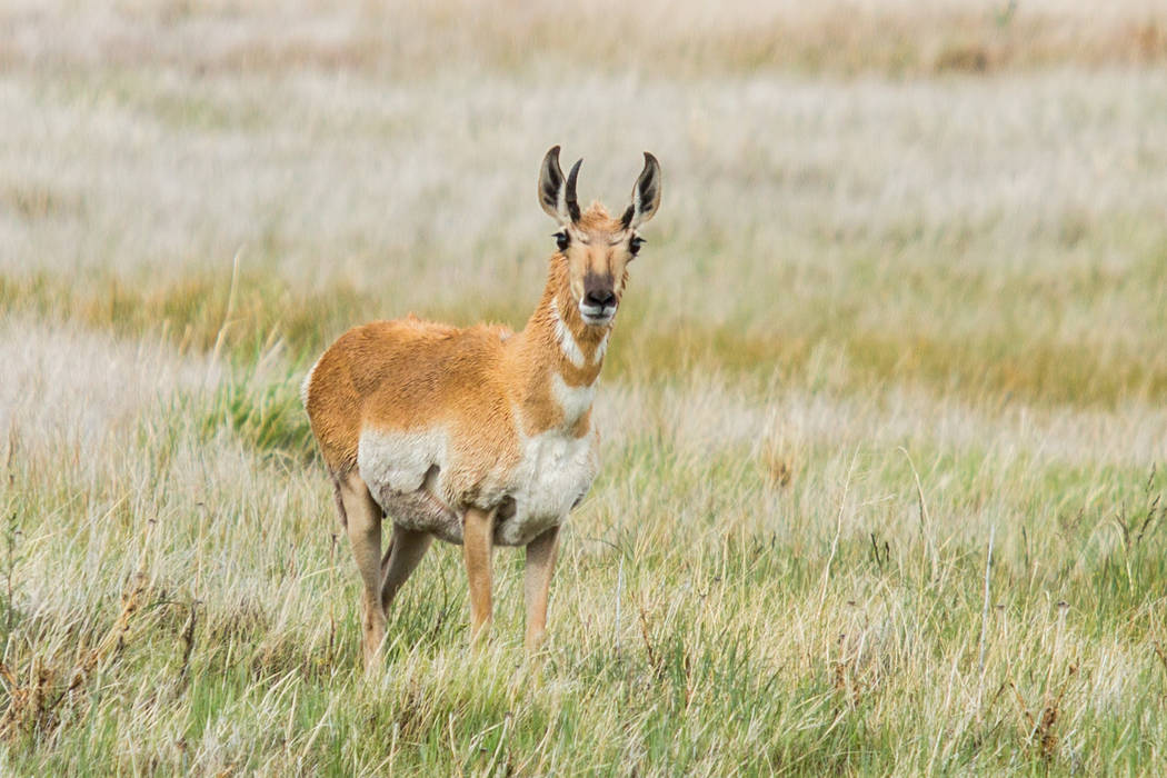 A pronghorn antelope photographed in the Oasis Valley on Aug. 3, 2017. Simon WIlilams The Nature Conservancy