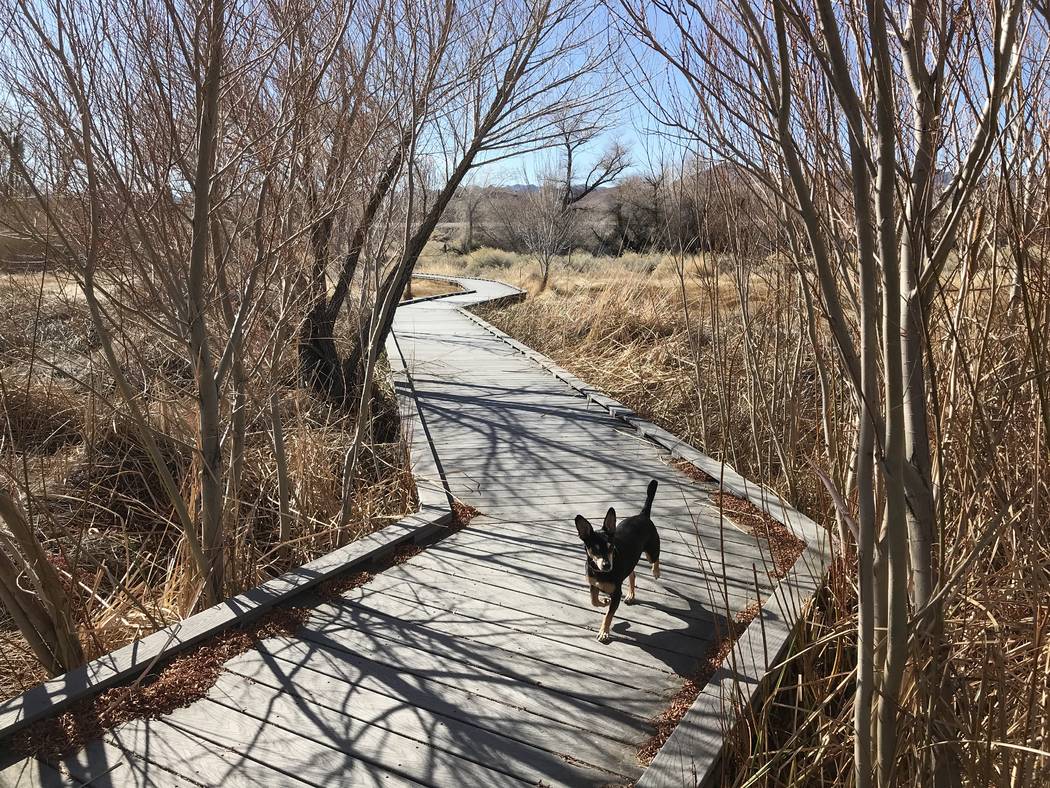 G.G. the dog trots along the on boardwalk at The Nature Conservancy's Torrance Ranch Preserve north of Beatty on Feb. 8, 2019. Henry Brean Las Vegas Review-Journal