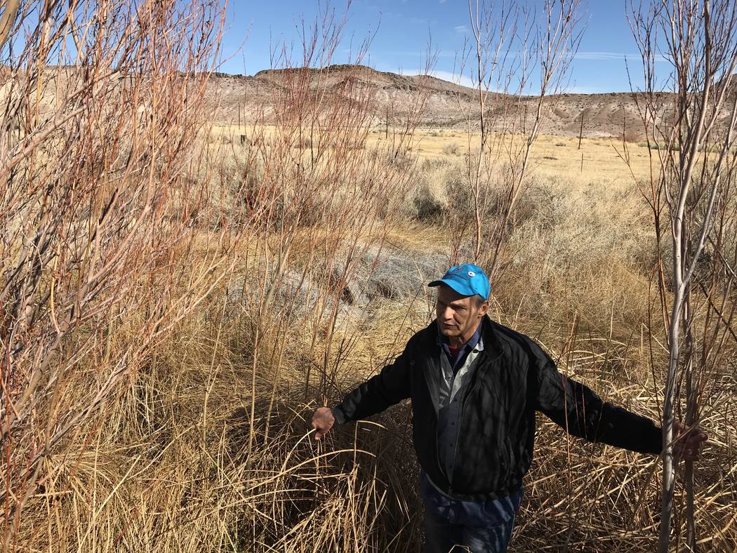 Len Warren from the The Nature Conservancy stands in the waist-high grass at the organization's Torrance Ranch Preserve north of Beatty on Feb. 8, 2019. Henry Brean Las Vegas Review-Journal