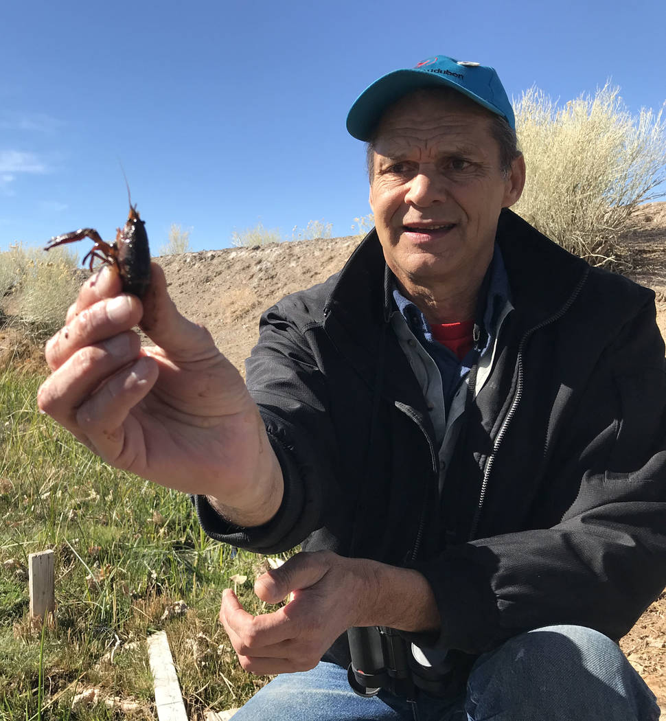 Len Warren from The Nature Conservancy holds up a non-native crayfish plucked from a trap at the 7J Ranch northeast of Beatty on Feb. 8, 2019. Henry Brean Las Vegas Review-Journal