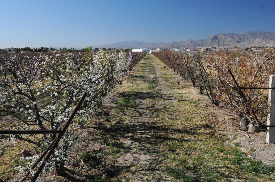 Erik Verduzco/Las Vegas Review-Journal Approximately $250,000 is expected to be awarded to projects that will enhance the competitiveness of Nevada’s specialty crops.