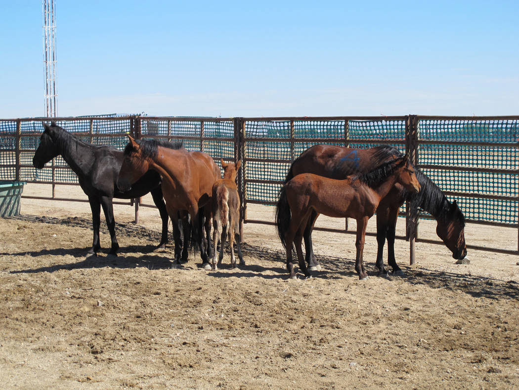 Special to Pahrump Valley Times Symptoms of the equine virus include fever, cough and runny nose. Horse owners are advised to excercise "biosecurity." The term is defined as doing everything possi ...