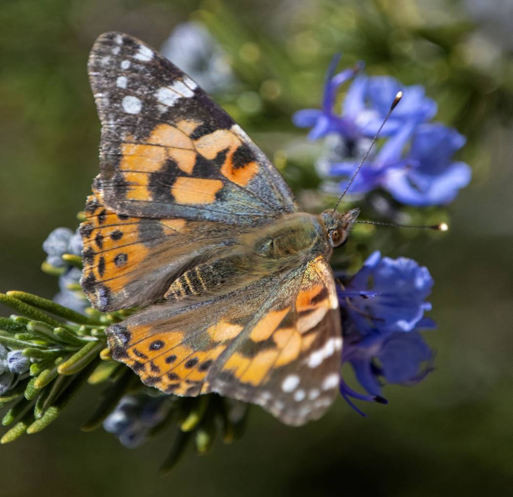 Richard Stephens / Special to the Pahrump Valley Times Thistles are the painted lady’s food o ...