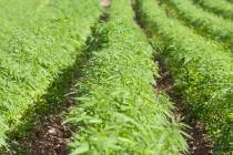Thinkstock The company started ground development for the 50,000-square-feet of greenhouses at ...