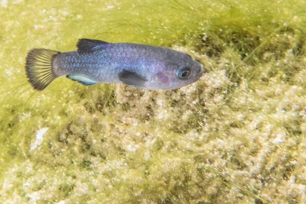 Death Valley National Park The official result of the recent survey, 136 observable pupfish, is ...