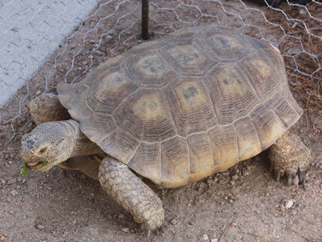 Robin Hebrock/Pahrump Valley Times This desert tortoise got himself a new name after the naming ...