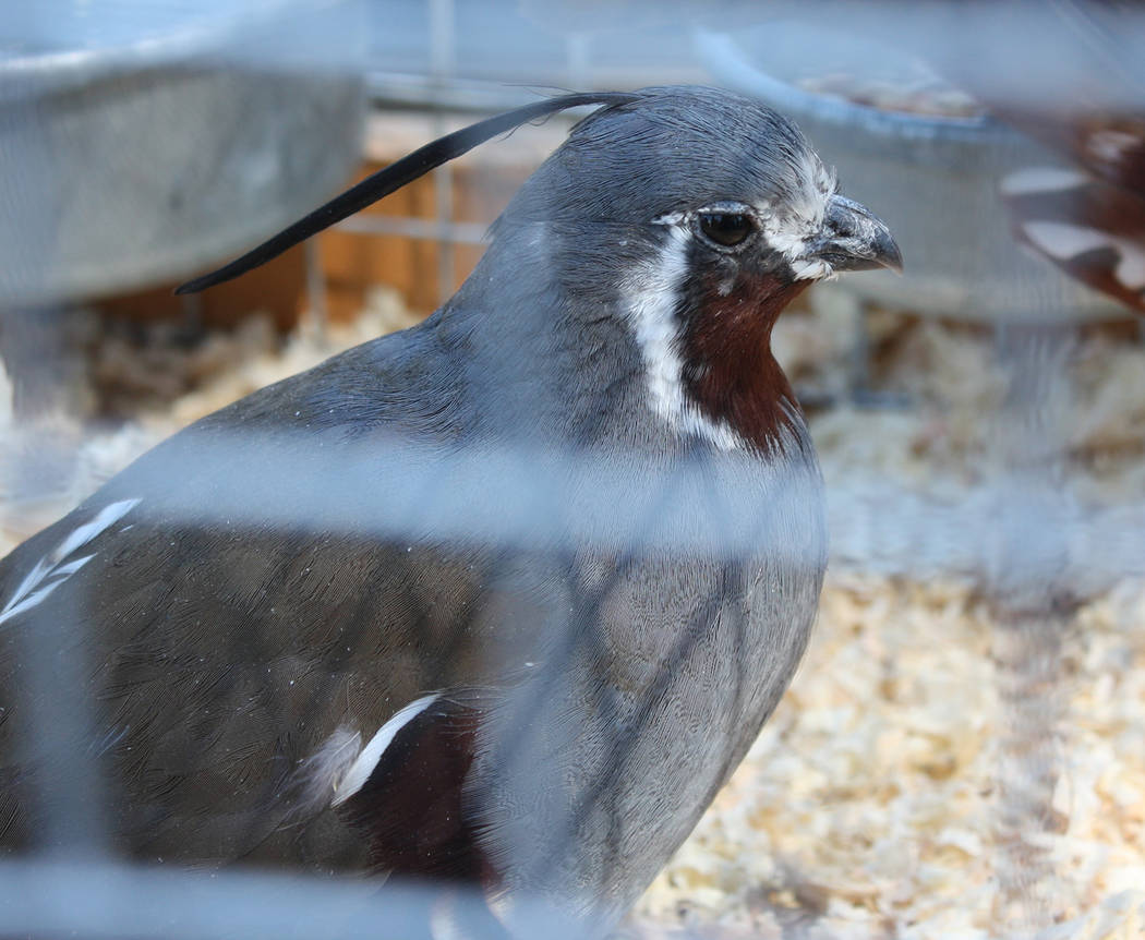 Robin Hebrock/Pahrump Valley Times There are many varieties of quail in Nevada, several of whic ...