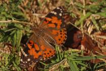 Jeffrey Meehan/Pahrump Valley Times The butterflies were released in remembrance of lost loved ...