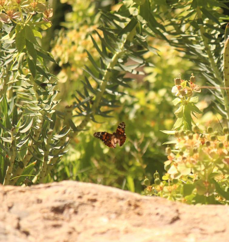 Jeffrey Meehan/Pahrump Valley Times Butterflies were released, at the end of April at the Calva ...