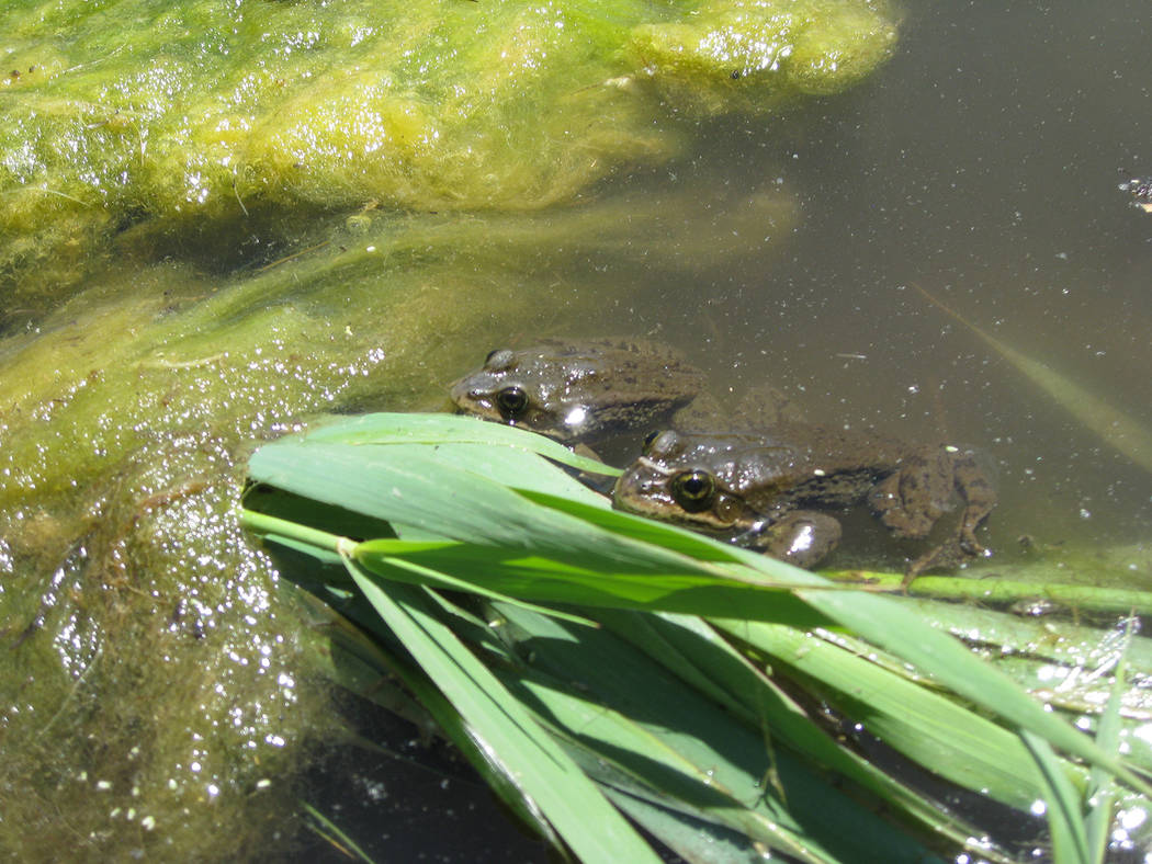 Special to the Pahrump Valley Times Frogs and toads are common species found in Nevada's wetlan ...