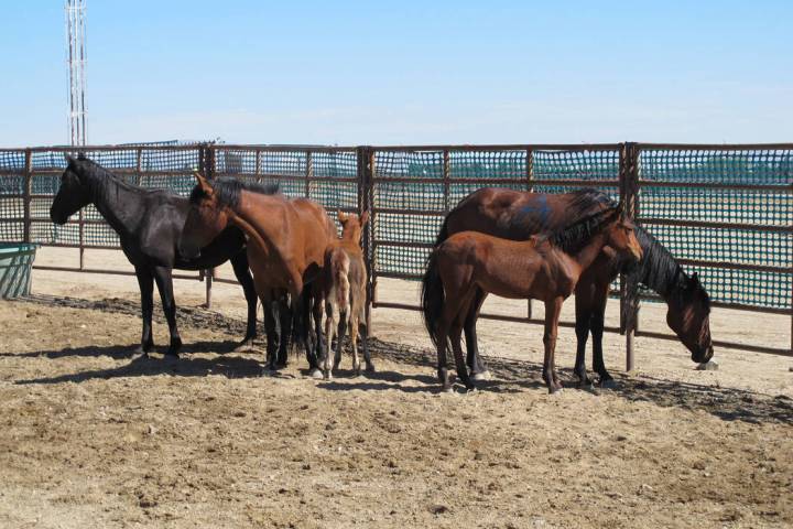 Special to Pahrump Valley Times As of May 1, officials from the Nevada Department of Agricultur ...