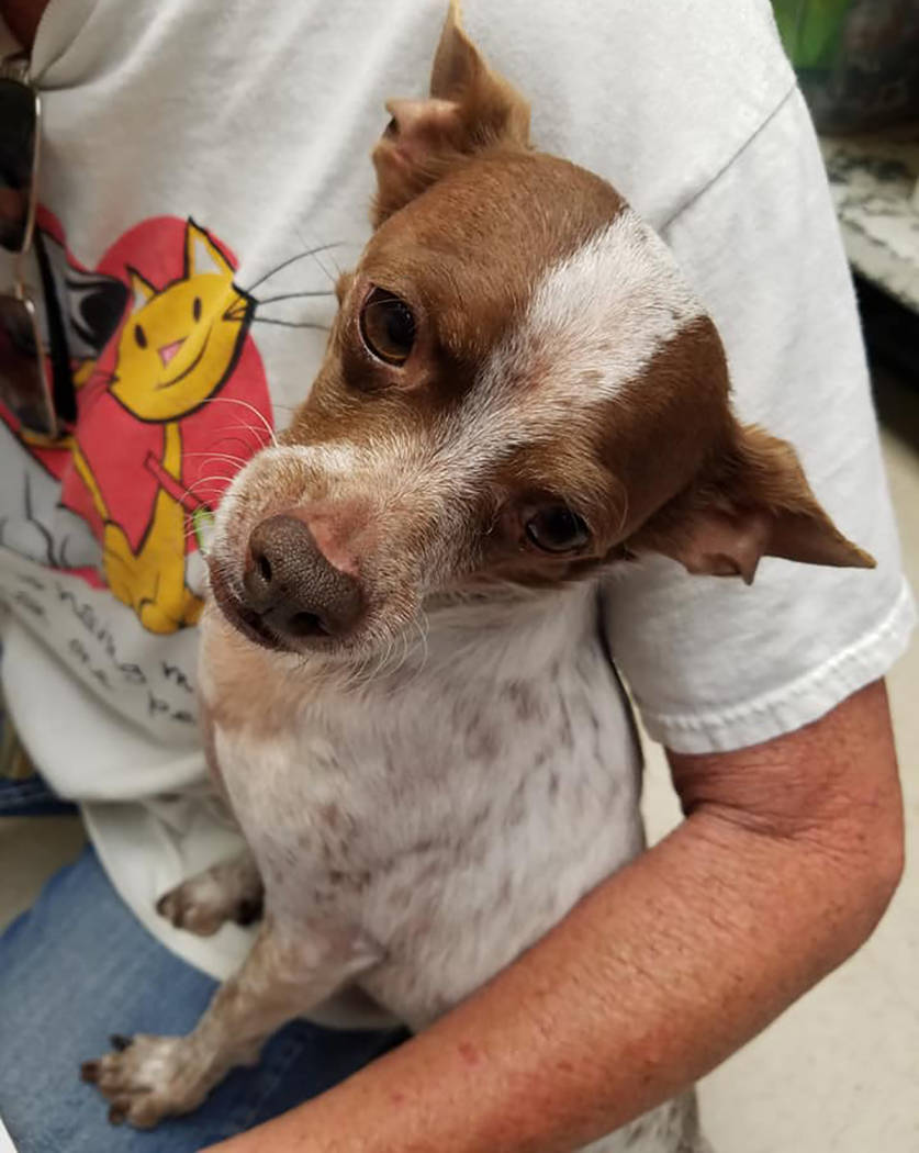Special to the Pahrump Valley Times Pepper the dog has been at Desert Haven Animal Society sinc ...