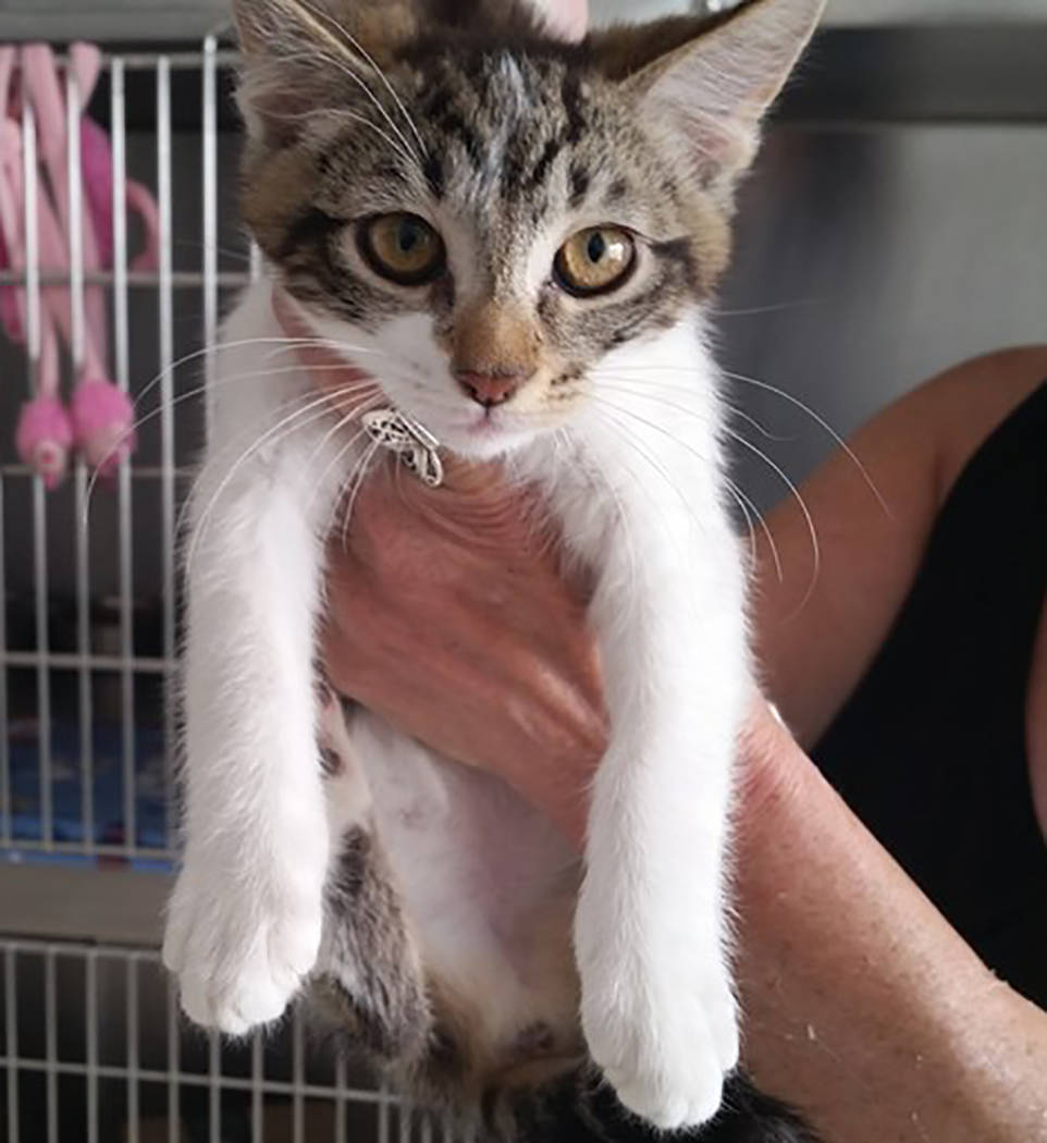 Special to the Pahrump Valley Times This female kitten named Fiona is looking for a good home a ...