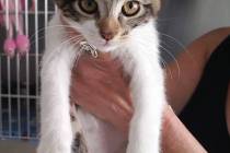 Special to the Pahrump Valley Times This female kitten named Fiona is looking for a good home a ...