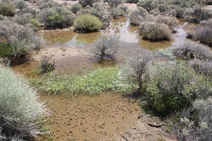 Robin Hebrock/Pahrump Valley Times The shimmer and ripple of shallow water creates a scene of c ...