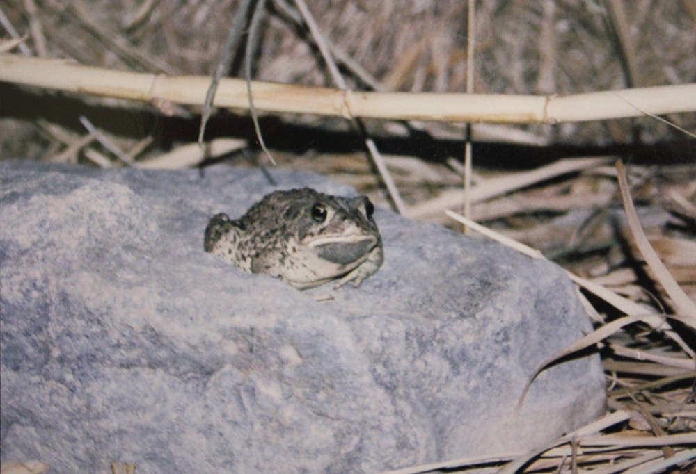 Special to the Pahrump Valley Times Taken a few years ago, this photo shows the adult western toad.
