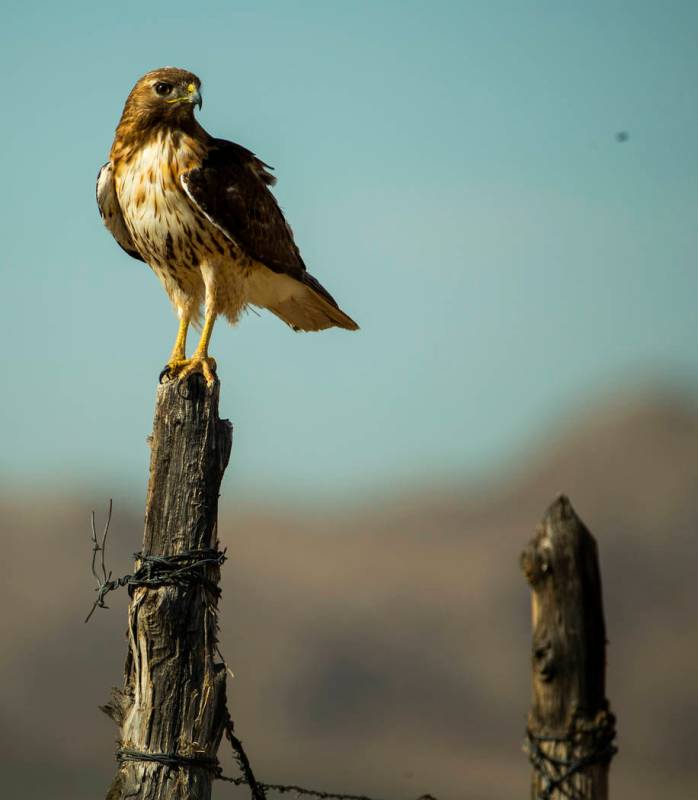 L.E. Baskow/Las Vegas Review-Journal A hawk perches on a fence post near the Jean dry lake bed ...