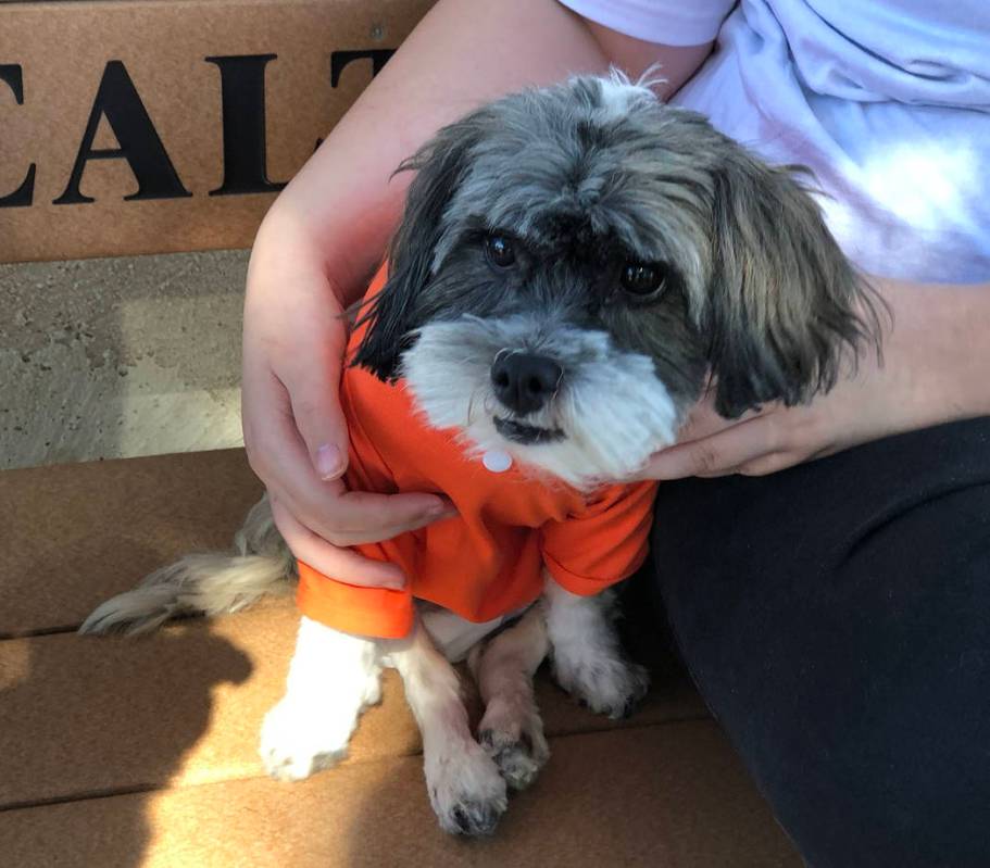 Tom Rysinski/Pahrump Valley Times Special-needs dog Charlie wears an "Adopt Me" sweater in the ...