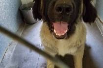 Special to the Pahrump Valley Times Ena is a very large but very sweet Russian Mountain dog mix ...