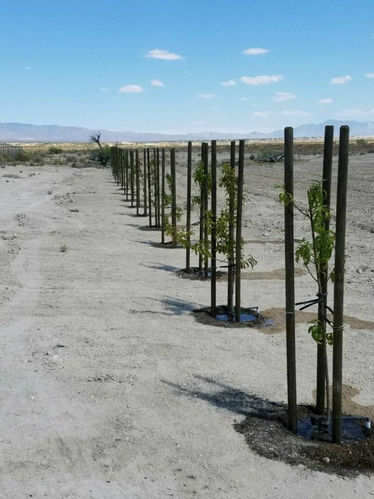 Sheri's Ranch Over 100 trees have been planted at Sheri's Ranch's on-site community orchard. Th ...