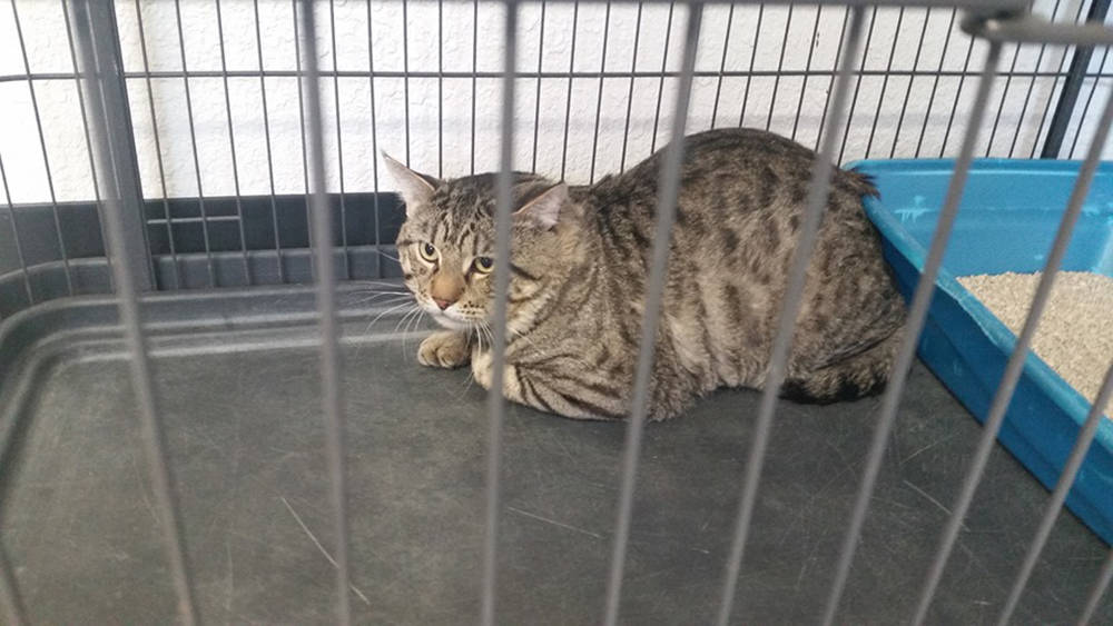 Special to the Pahrump Valley Times This male cat is one of three felines brought in as owner-s ...