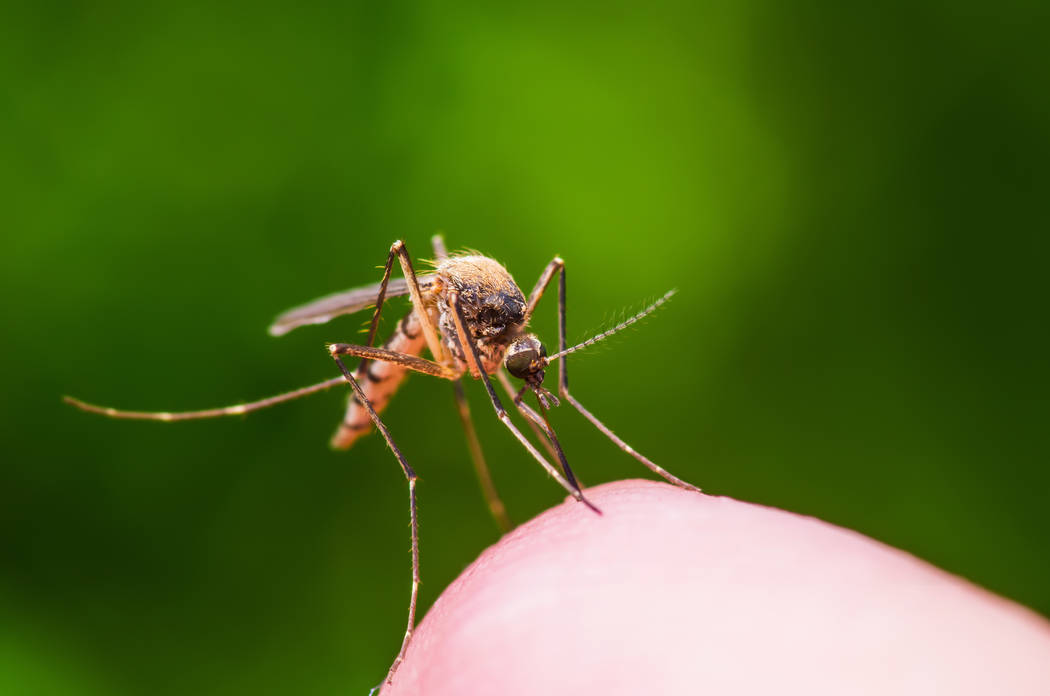 Getty Images West Nile virus is most commonly spread through the bites of infected mosquitoes t ...