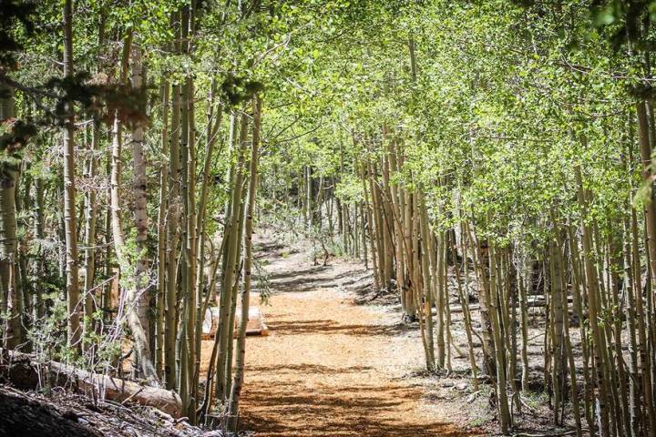 Special to the Pahrump Valley Times Hikers can use Lee Canyon parking lots to access the Bristl ...