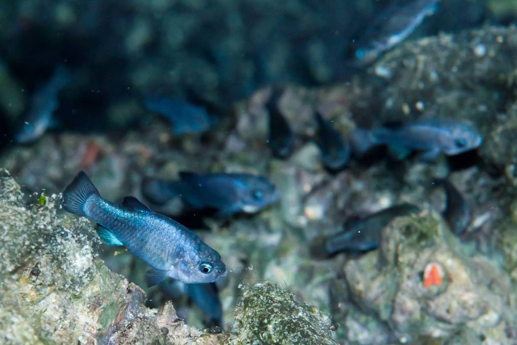 National Park Service Devils Hole pupfish swim in their water-filled cavern 90 miles in 2011.