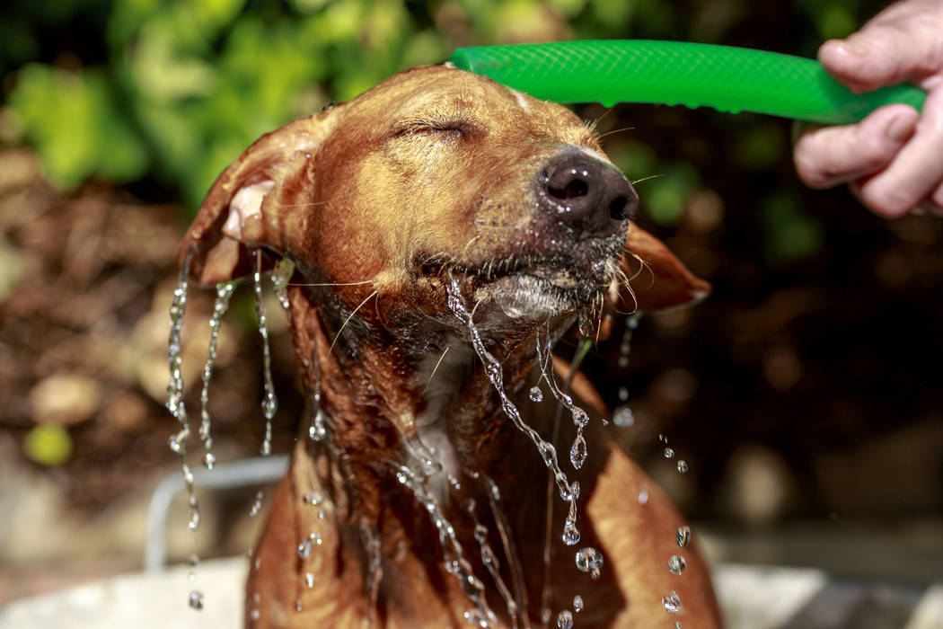 Getty Images The ASPCA website advises to provide them with plenty of fresh, clean water each day.