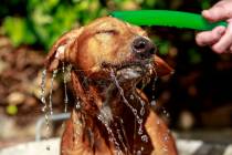 Getty Images The ASPCA website advises to provide them with plenty of fresh, clean water each day.
