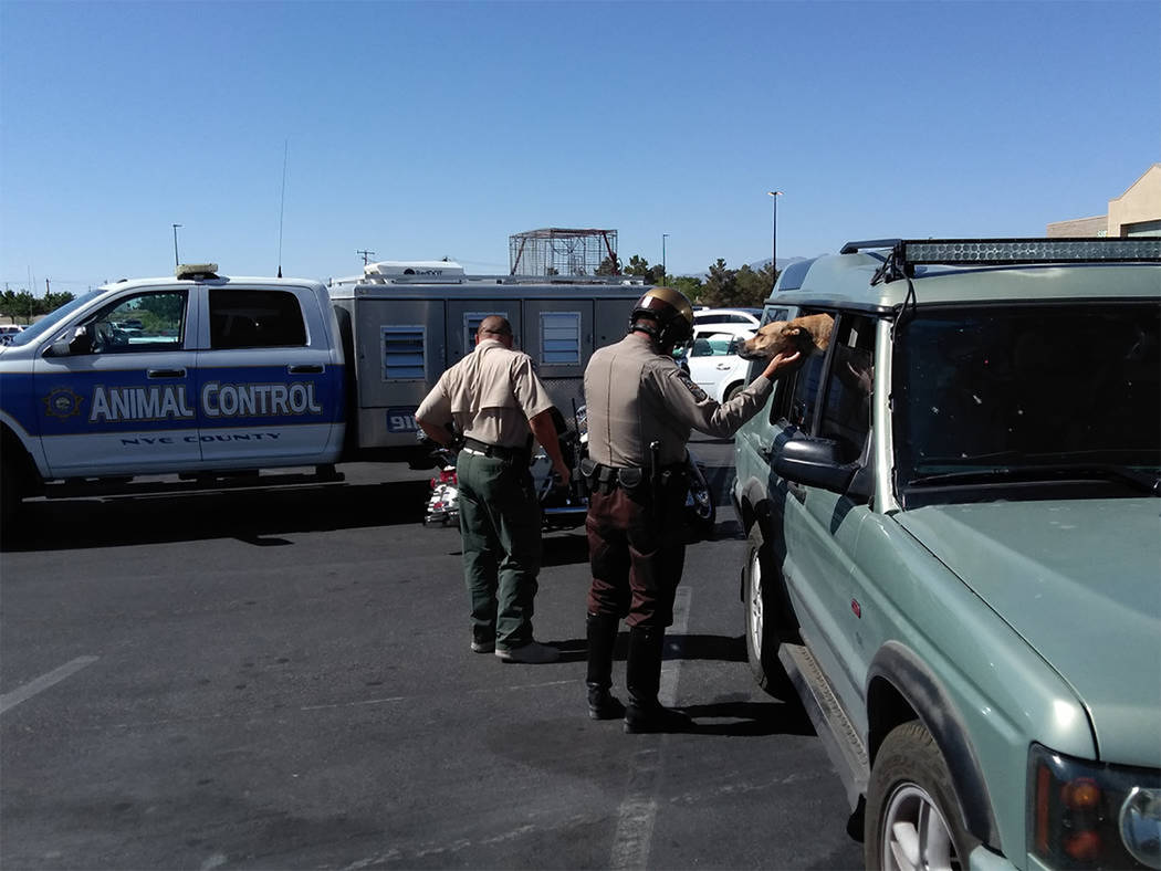 Selwyn Harris/Pahrump Valley Times Last summer, Nye County Sheriff's deputies and animal contro ...