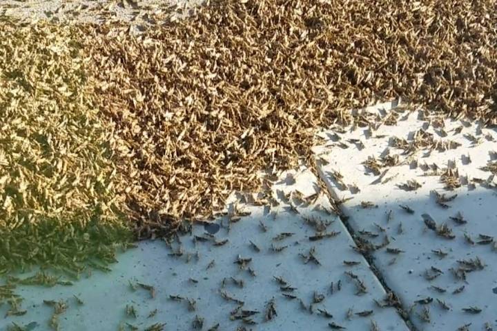 Pierce Kupfer/Special to the Pahrump Valley Times A look at the large number grasshoppers outsi ...