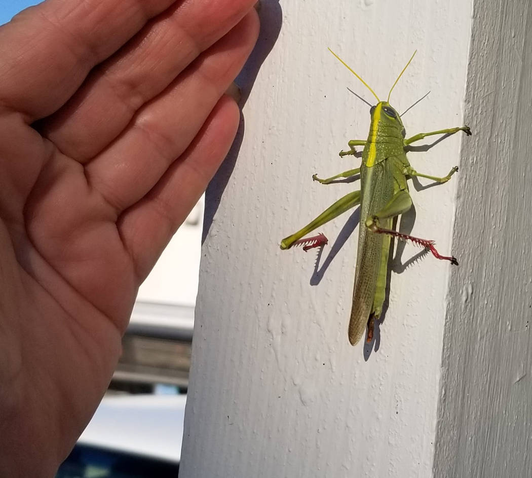 Catherine Pieper/Special to the Pahrump Valley Times "This giant was on my porch today," Cather ...