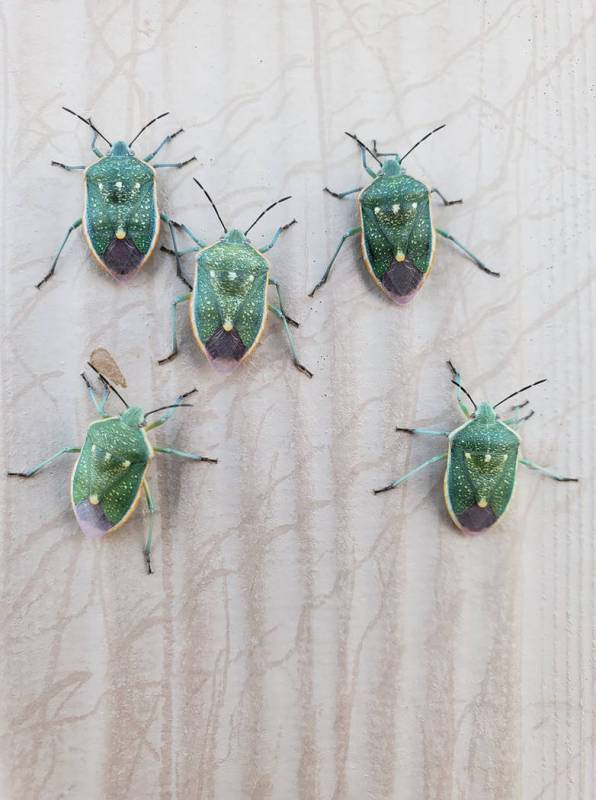 Moriah Azoulai/Special to the Pahrump Valley Times A look at the stink bugs as shown in a photo ...