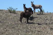 U.S. Bureau of Land Management Since May, a total of 42 wild burro carcasses with gunshot wound ...