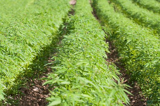 Getty Images Hemp has a variety of uses, an official explained, ranging from fiber to hemp see ...