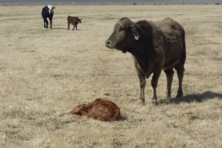 David Jacobs/Pahrump Valley Times file The Nevada Department of Agriculture (NDA) is accepting ...