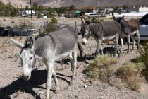 Richard Stephens/Special to the Pahrump Valley Times Some Beatty residents have been putting ou ...