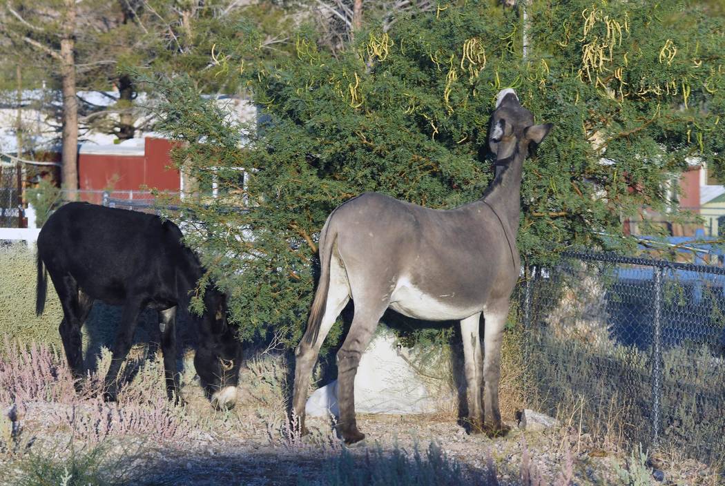 Richard Stephens/Special to the Pahrump Valley Times The burros will often approach vehicles an ...