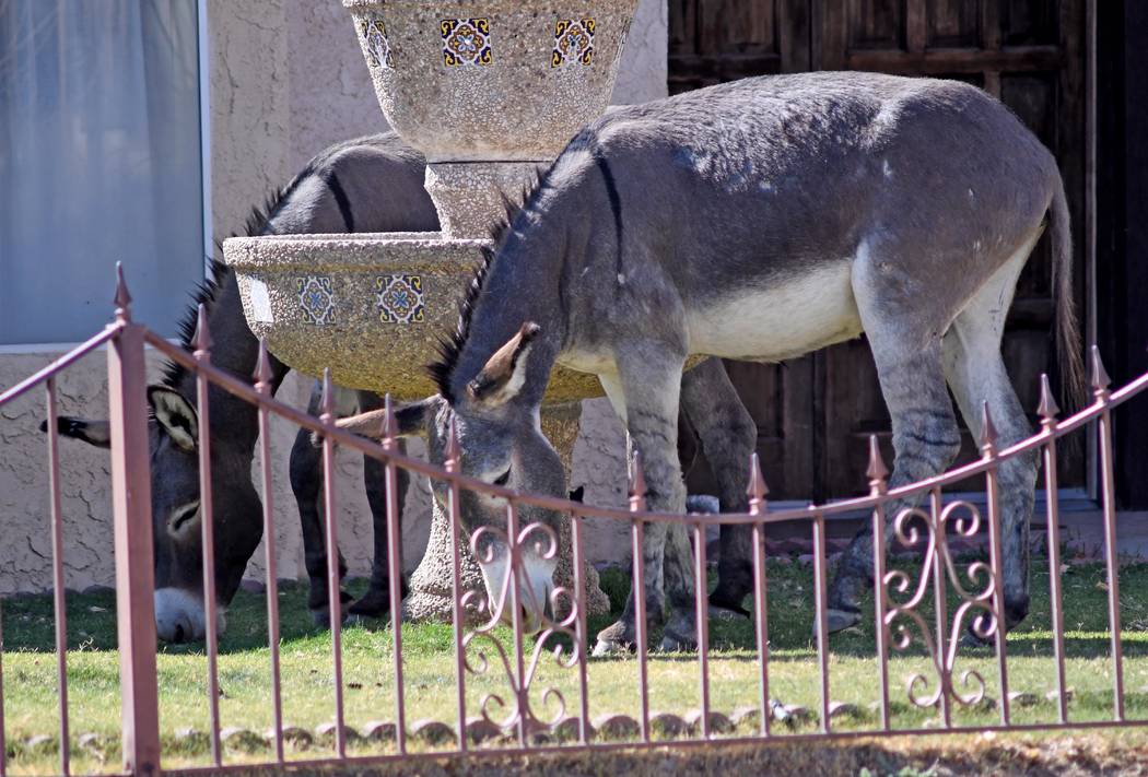Richard Stephens/Special to the Pahrump Valley Times Currently, the wild burro population in th ...