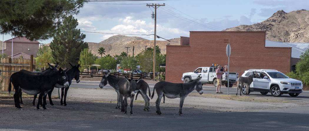 Richard Stephens/Special to the Pahrump Valley Times Many of the burros have become accustomed ...