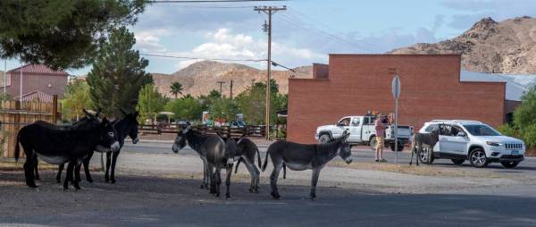 Richard Stephens/Special to the Pahrump Valley Times Many of the burros have become accustomed ...